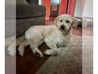 Goldendoodle DOG FOR ADOPTION RGADN-1390573 - August - Golden Retriever / Poodle