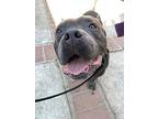 Bentley, American Pit Bull Terrier For Adoption In Dana Point, California