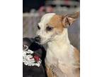 Hella, Jack Russell Terrier For Adoption In Dana Point, California