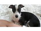 Gibbs, Jack Russell Terrier For Adoption In Dana Point, California