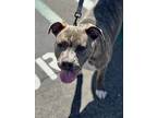 Saige, American Pit Bull Terrier For Adoption In Dana Point, California