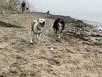 Mason, Labrador Retriever For Adoption In Dana Point, California