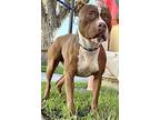Reddy, American Pit Bull Terrier For Adoption In Dana Point, California