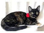 Kitten Autumn, Domestic Shorthair For Adoption In Salem, New Hampshire