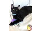 Kitten Diego, Domestic Shorthair For Adoption In Salem, New Hampshire