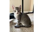 Kitten Tristan, Domestic Mediumhair For Adoption In Salem, New Hampshire