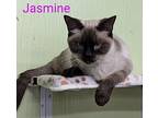 Jasmine, Siamese For Adoption In Scottsburg, Indiana