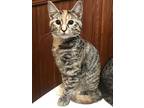 Heidi Klum, Domestic Shorthair For Adoption In Bellingham, Washington