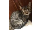 Howie Mandell, Domestic Shorthair For Adoption In Bellingham, Washington