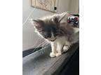 Scrabble, Domestic Mediumhair For Adoption In Orlando, Florida