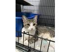 Bunny, Domestic Shorthair For Adoption In Orlando, Florida
