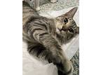 Wildflower, Domestic Shorthair For Adoption In Orlando, Florida