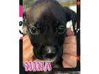 Nina, Labrador Retriever For Adoption In Grand Bay, Alabama