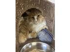 Graham, Domestic Longhair For Adoption In Denver, Colorado