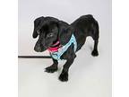 Elsa, Dachshund For Adoption In Kennesaw, Georgia