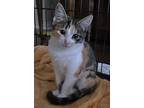 Cali-flower, Calico For Adoption In Richardson, Texas