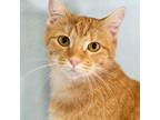 Mona, Domestic Shorthair For Adoption In Richardson, Texas