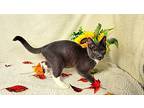 Takini, Domestic Shorthair For Adoption In Jessup, Maryland