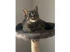 Seraphina, Domestic Shorthair For Adoption In Brantford, Ontario