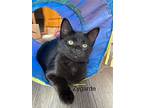 Espeon & Her Six Kittens, Domestic Shorthair For Adoption In Brantford, Ontario