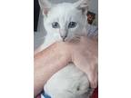 Pippin, Domestic Shorthair For Adoption In Conway, Arkansas