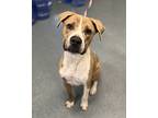 Keeno, American Pit Bull Terrier For Adoption In Richmond, Virginia