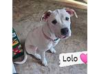 Lolo, Terrier (unknown Type, Small) For Adoption In Boerne, Texas