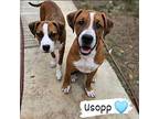 Usopp, Terrier (unknown Type, Small) For Adoption In Boerne, Texas