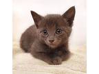 Howl, Russian Blue For Adoption In Temecula, California