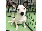 Domino, Jack Russell Terrier For Adoption In Phoenix, Arizona