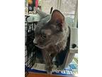 Lucille, Domestic Shorthair For Adoption In Pelion, South Carolina
