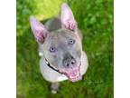 Bagel, American Pit Bull Terrier For Adoption In Reisterstown, Maryland