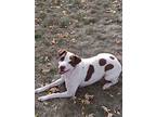 Coco, Labrador Retriever For Adoption In Fond Du Lac, Wisconsin