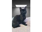 Carl, Domestic Shorthair For Adoption In Miami, Oklahoma
