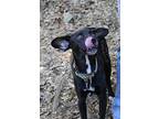 Freddy, Labrador Retriever For Adoption In Charlotte, North Carolina