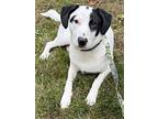 Aiden 3133, Labrador Retriever For Adoption In Stephens City, Virginia