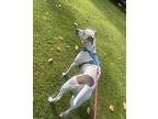Mojo, American Pit Bull Terrier For Adoption In Vancouver, Washington