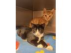 Elton & Edson, Domestic Shorthair For Adoption In Stanhope, New Jersey