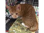 Rikki & Julian, Domestic Shorthair For Adoption In Stanhope, New Jersey
