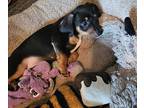 Chorizo, Dachshund For Adoption In Germantown, Ohio