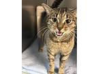 Sissy, Domestic Shorthair For Adoption In Newport, North Carolina