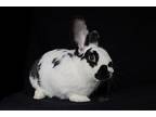 Sir-thumps-alot, Dutch For Adoption In Sechelt, British Columbia
