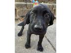 Black Lab. Barney, Labrador Retriever For Adoption In Mishawaka, Indiana