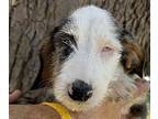 Doxie Wire Wesley, Dachshund For Adoption In Mishawaka, Indiana