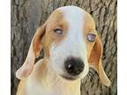 Doxie Sunny Sol, Dachshund For Adoption In Mishawaka, Indiana