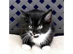 Sunray, Domestic Mediumhair For Adoption In Fort Davis, Texas