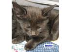 Truffle, Domestic Shorthair For Adoption In Roseburg, Oregon