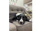 Kelsea, Labrador Retriever For Adoption In West Palm Beach, Florida