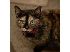 Annie, Domestic Shorthair For Adoption In Knoxville, Tennessee