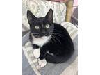 Walter, Domestic Shorthair For Adoption In Burlington, North Carolina